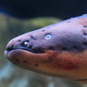 Team Page: Electr(on)ic Eels